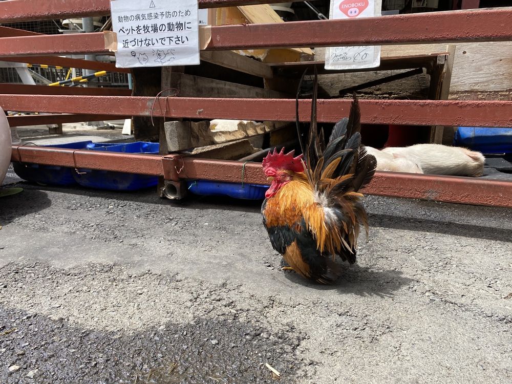 上尾駅発着、牧場ジェラート＆公園＆スパイス王国ランの写真8