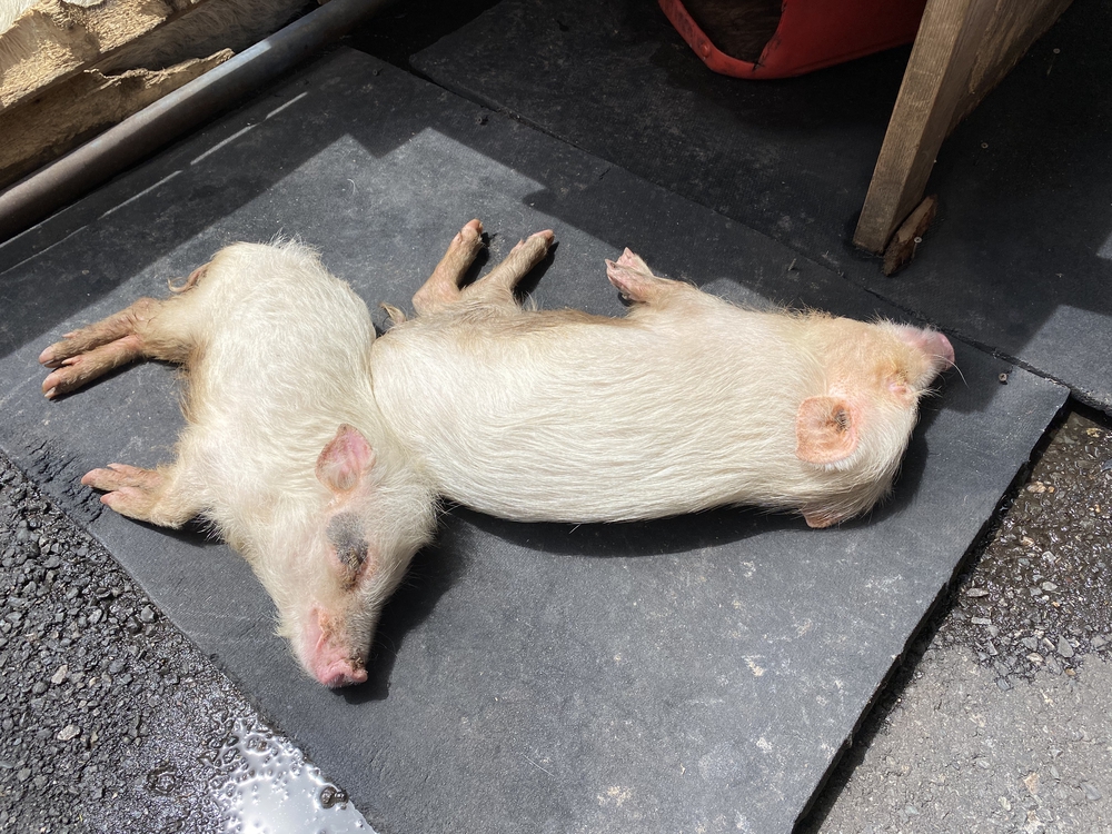 上尾駅発着、牧場ジェラート＆公園＆スパイス王国ランの写真9