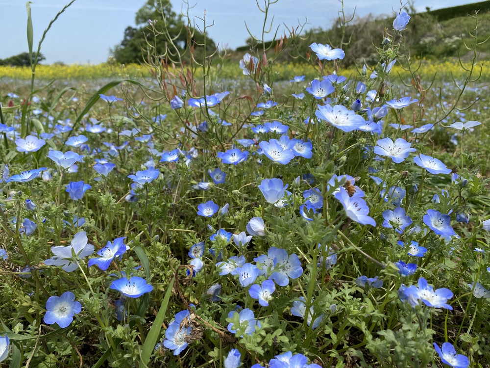 上尾駅発着、牧場ジェラート＆公園＆スパイス王国ランの写真10