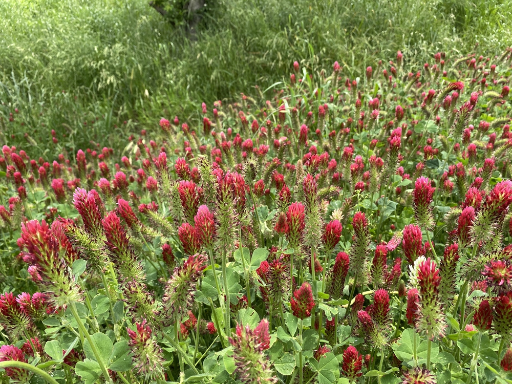 上尾駅発着、牧場ジェラート＆公園＆スパイス王国ランの写真12