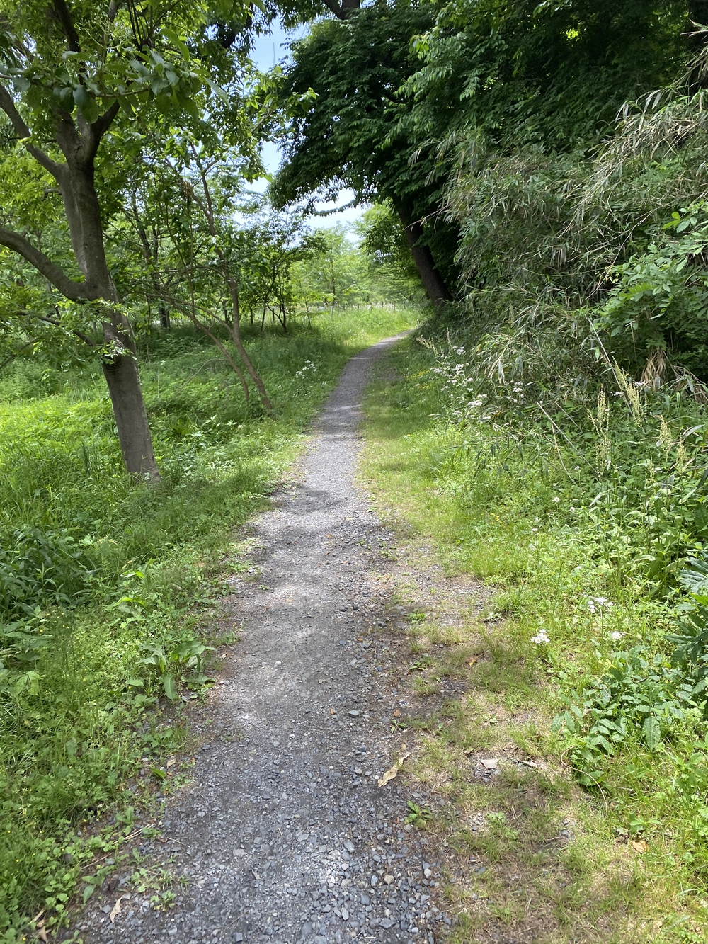 上尾駅発着、牧場ジェラート＆公園＆スパイス王国ランの写真13