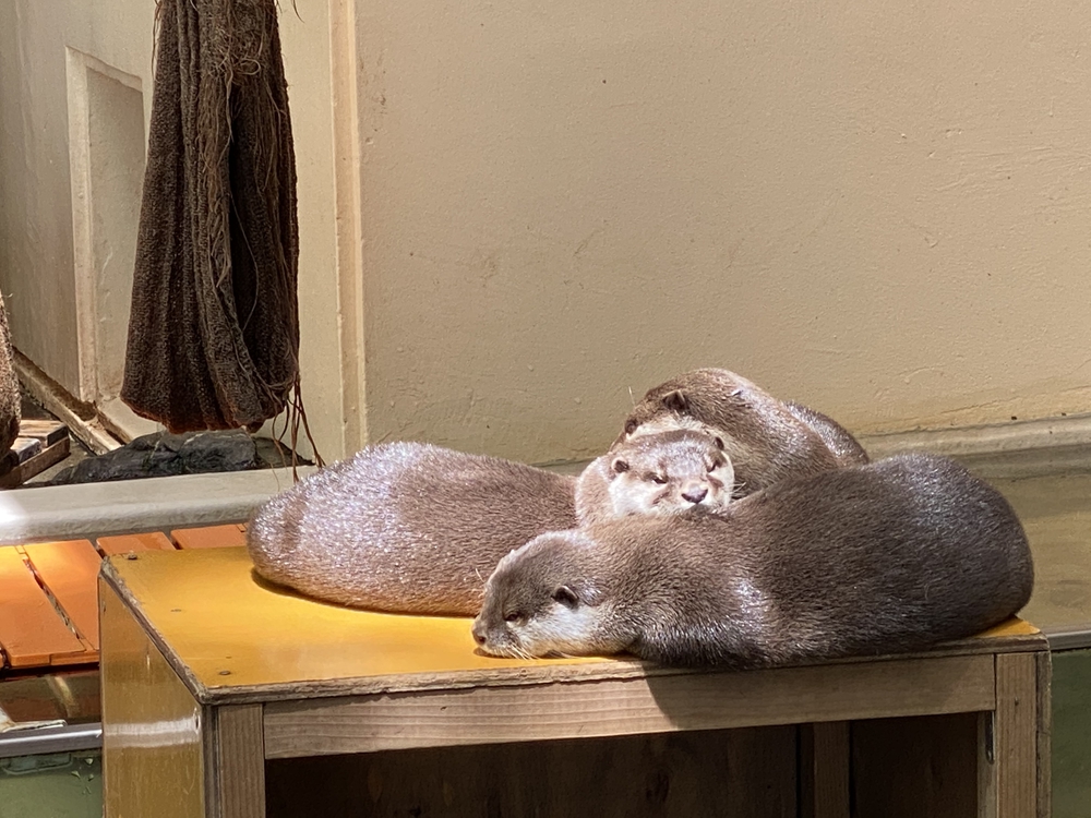 上尾駅発着、牧場ジェラート＆公園＆スパイス王国ランの写真16