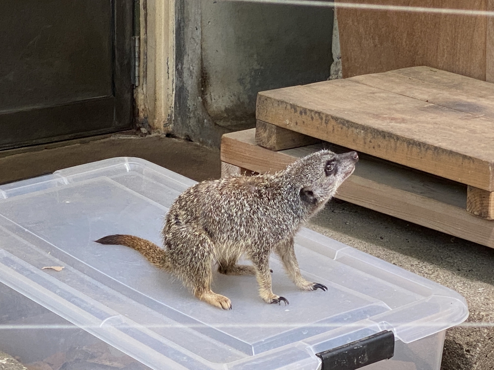 上尾駅発着、牧場ジェラート＆公園＆スパイス王国ランの写真17