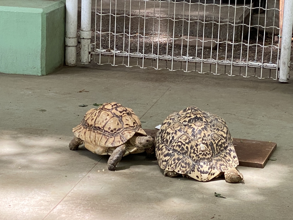 上尾駅発着、牧場ジェラート＆公園＆スパイス王国ランの写真18