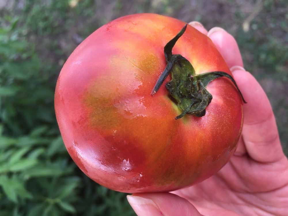 【新潟・南魚沼】南魚沼グルメマラソン１／8コース＜新潟オアシスの旅＞の写真7