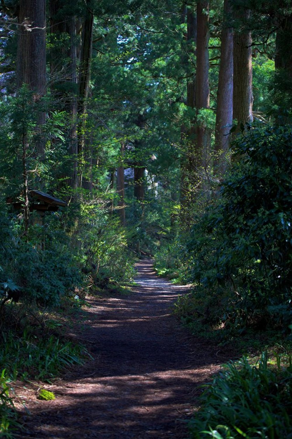 箱根駅伝の5区と6区を体感！箱根町コースの写真9