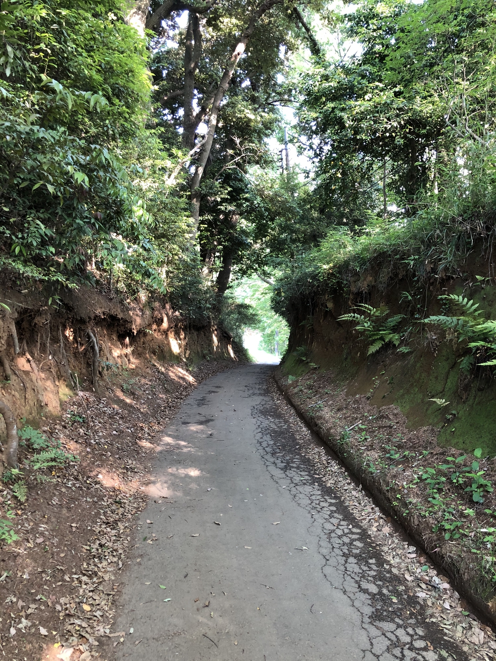 多摩の谷戸、切り通しめぐりの写真3