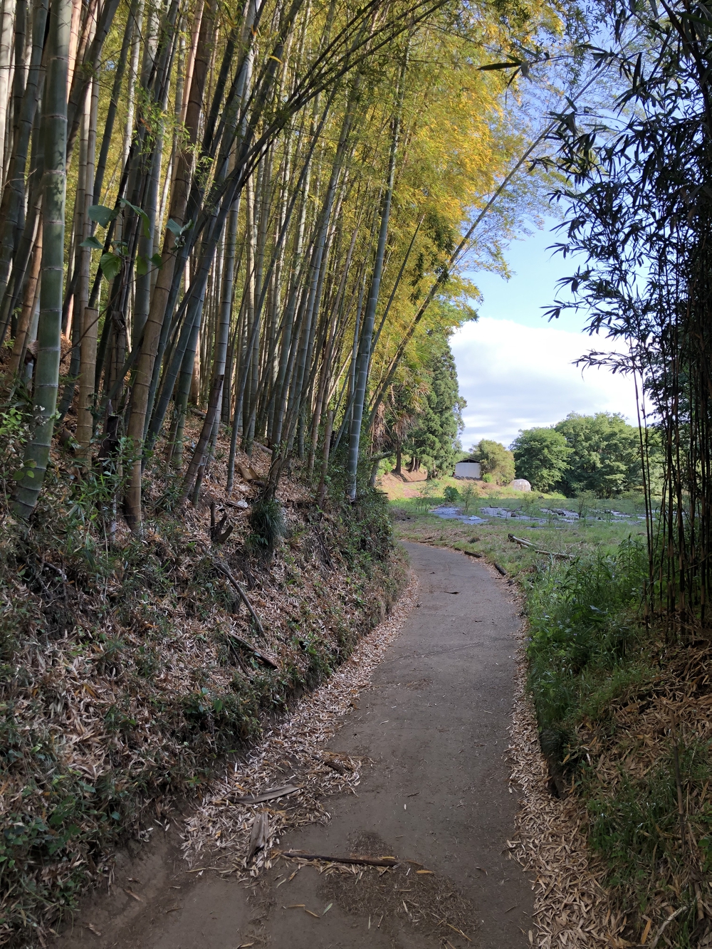 多摩の谷戸、切り通しめぐりの写真4