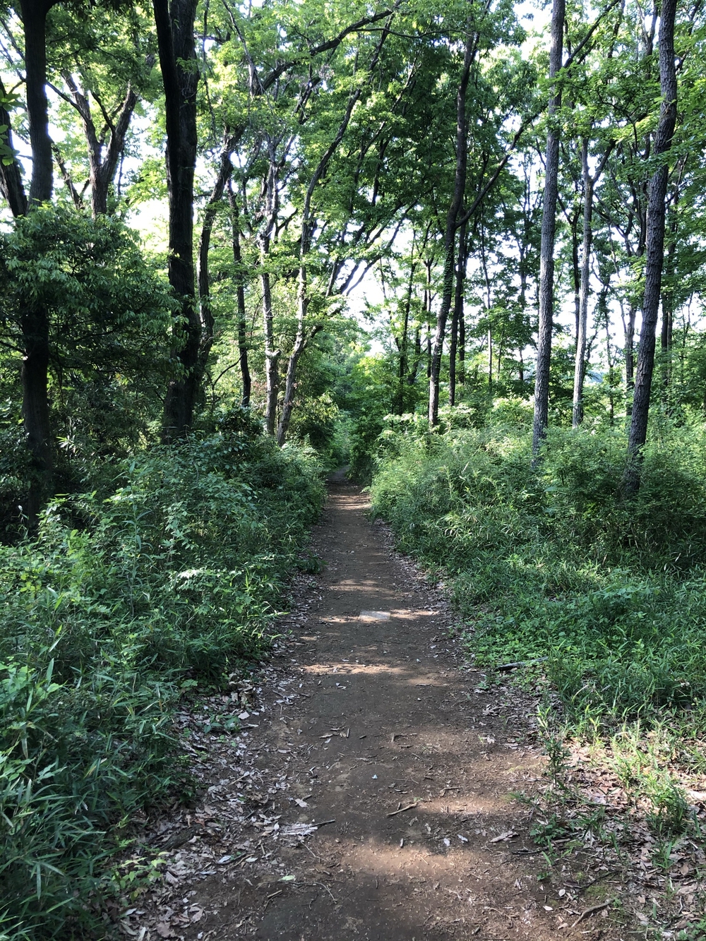 多摩の谷戸、切り通しめぐりの写真10