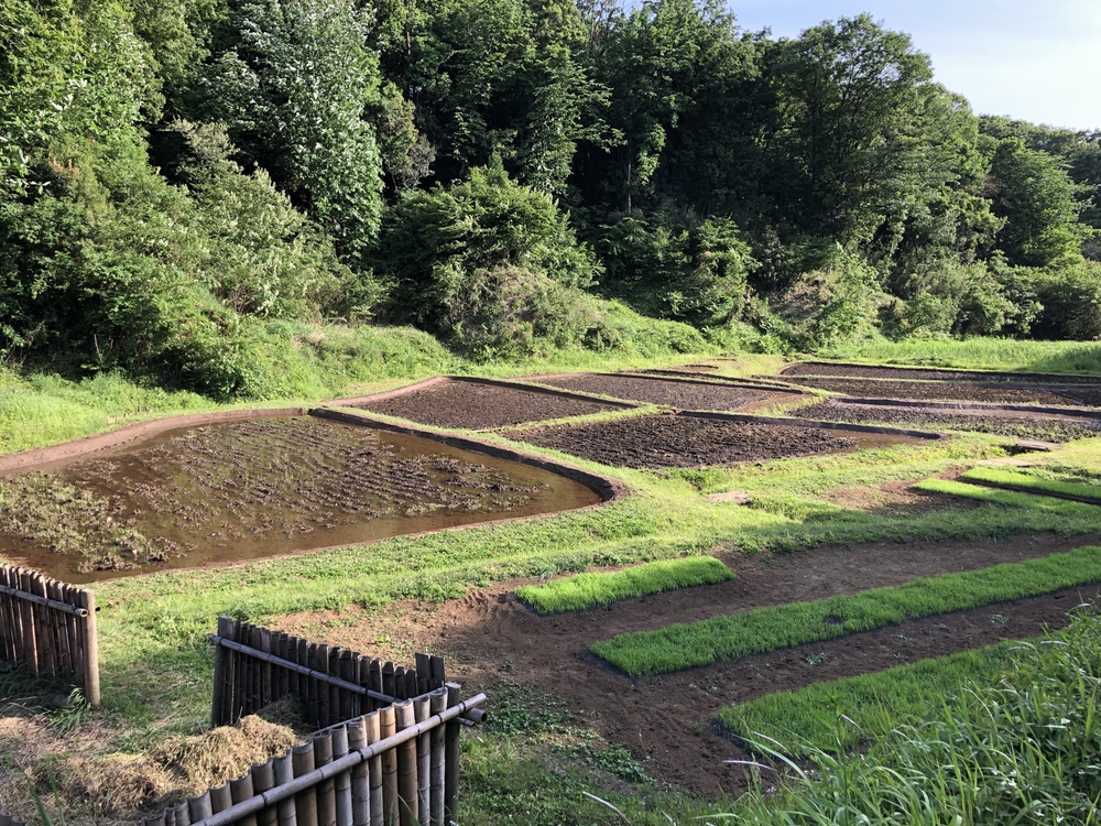多摩の谷戸、切り通しめぐりの写真11