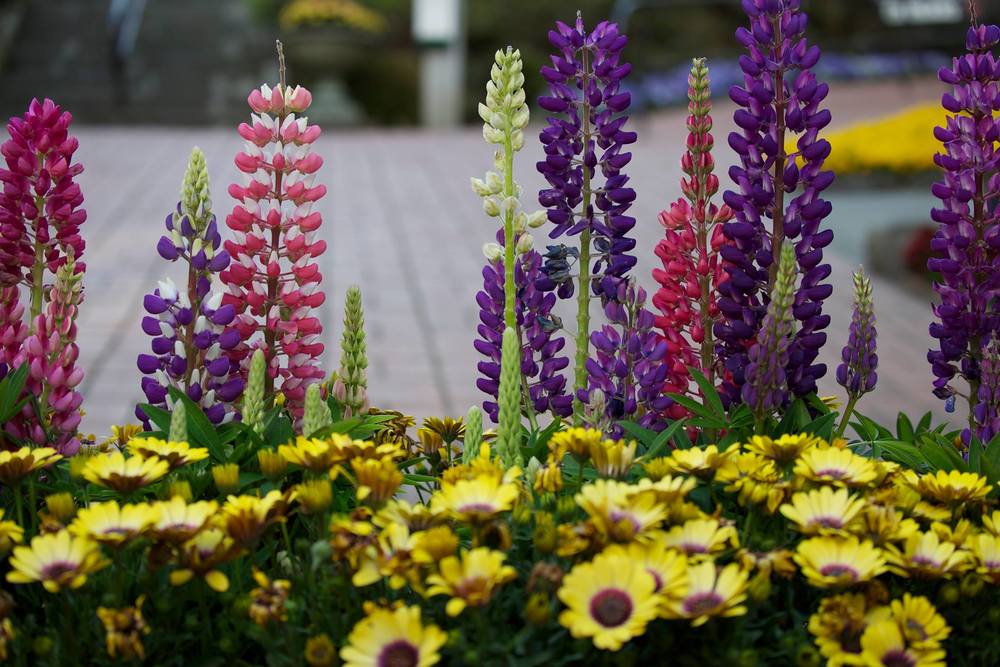 箱根の花の名所へ。強羅～宮ノ下コースの写真3