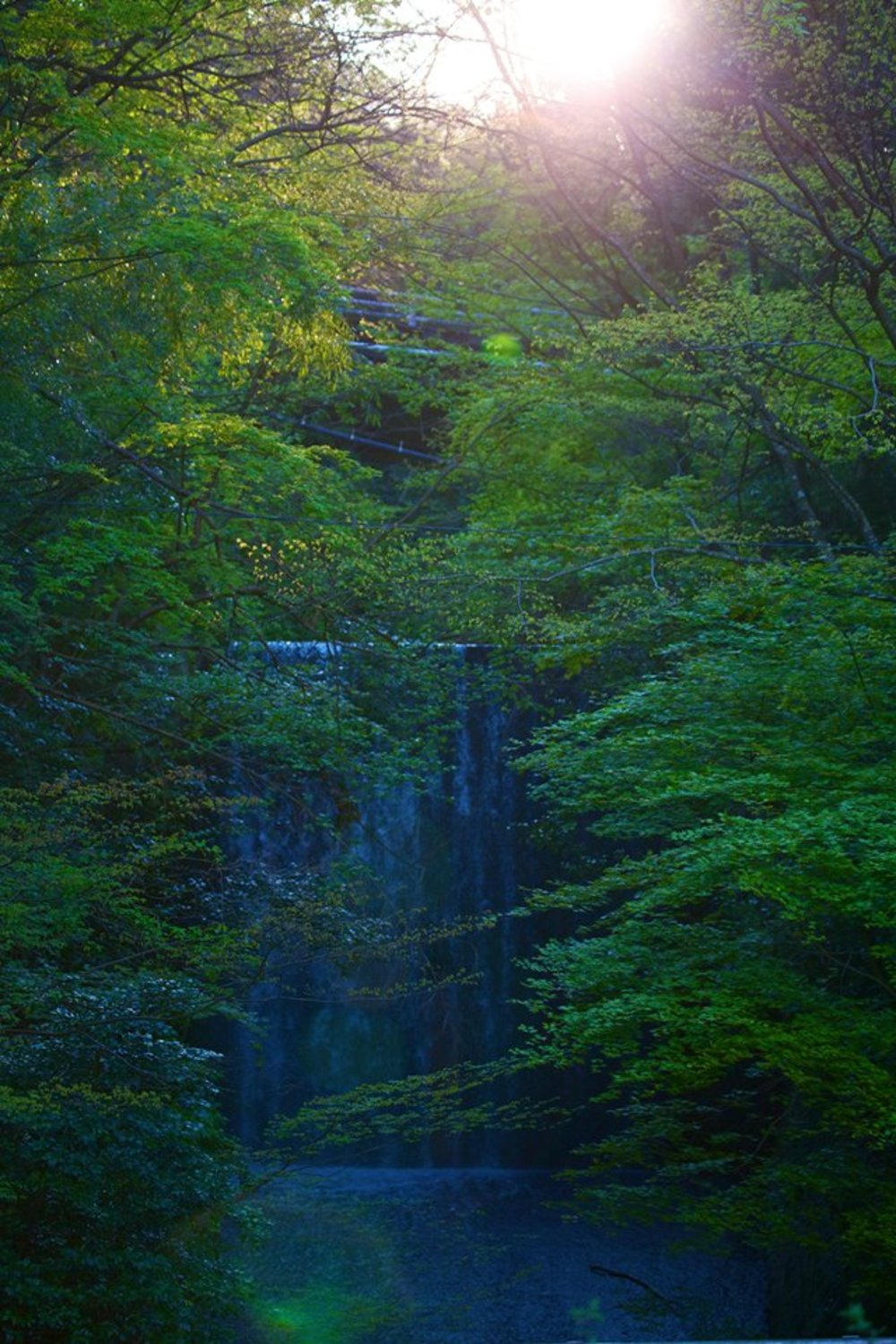 箱根の花の名所へ。強羅～宮ノ下コースの写真8