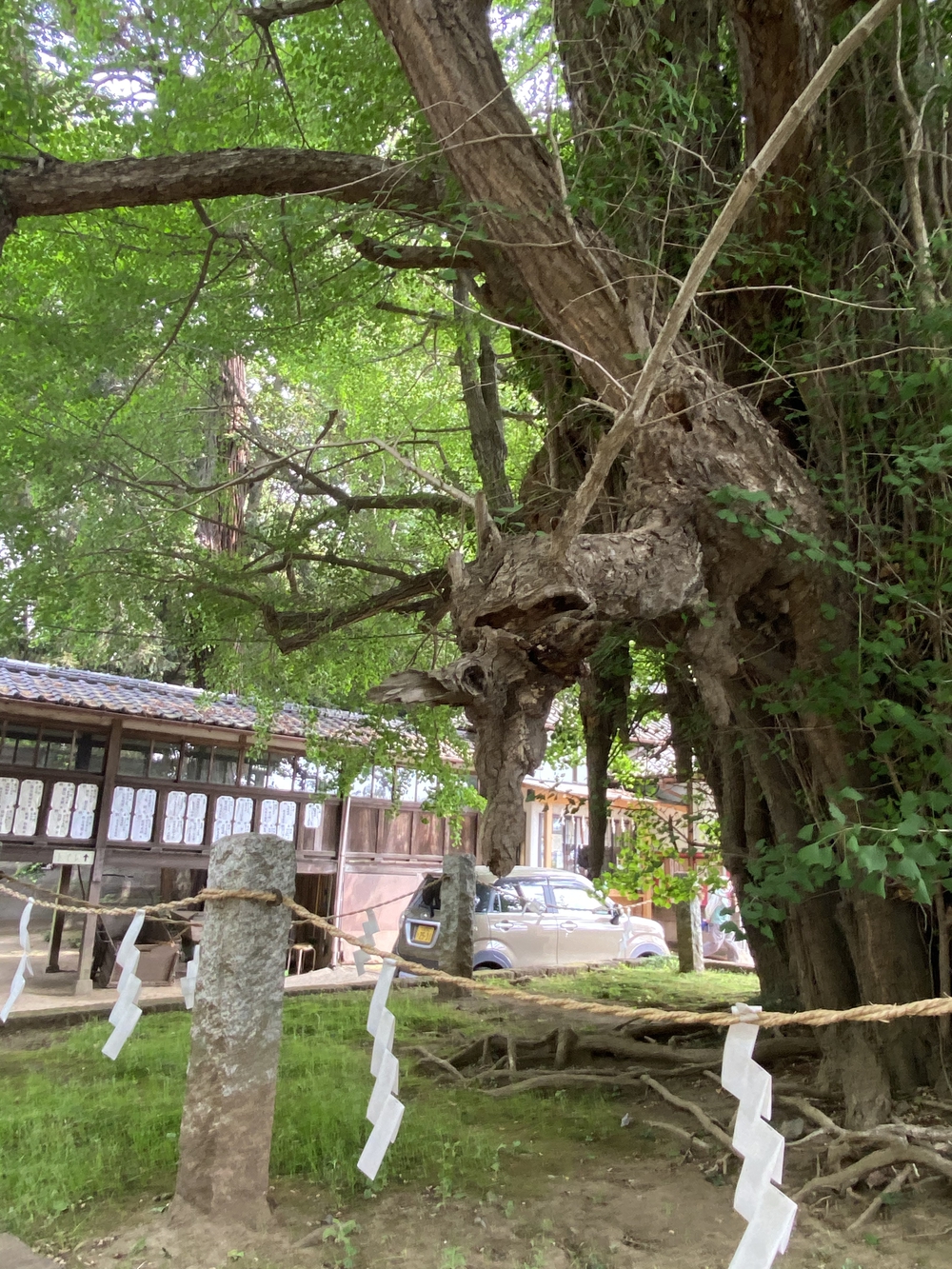 日光道中（街道）旅ラン　第四日目（古河宿〜小金井宿）の写真5