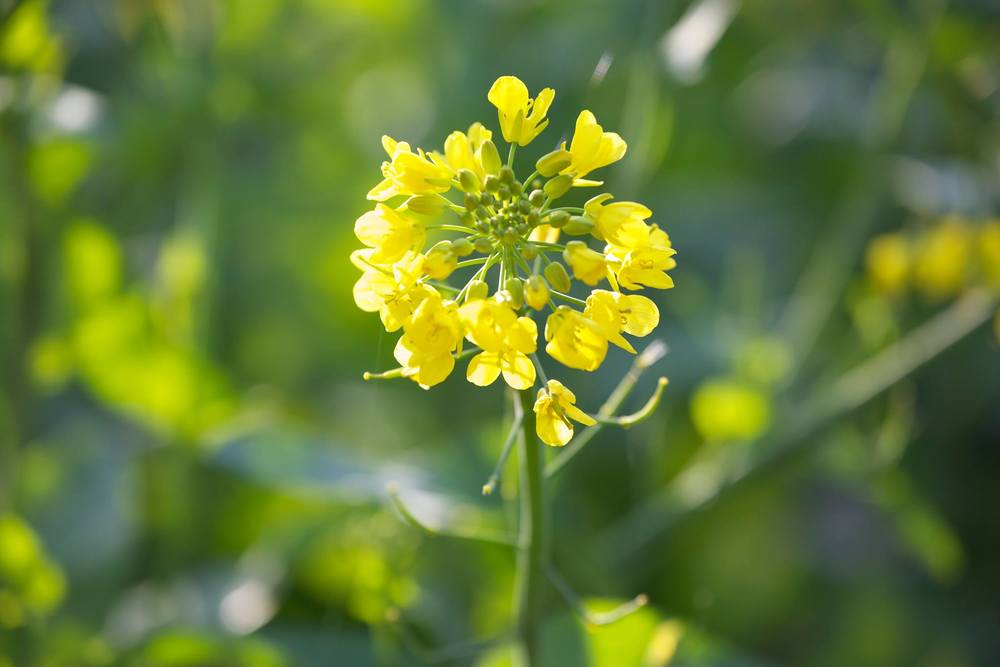 知られざる秘境。自然豊かな強羅早川堤コースの写真10