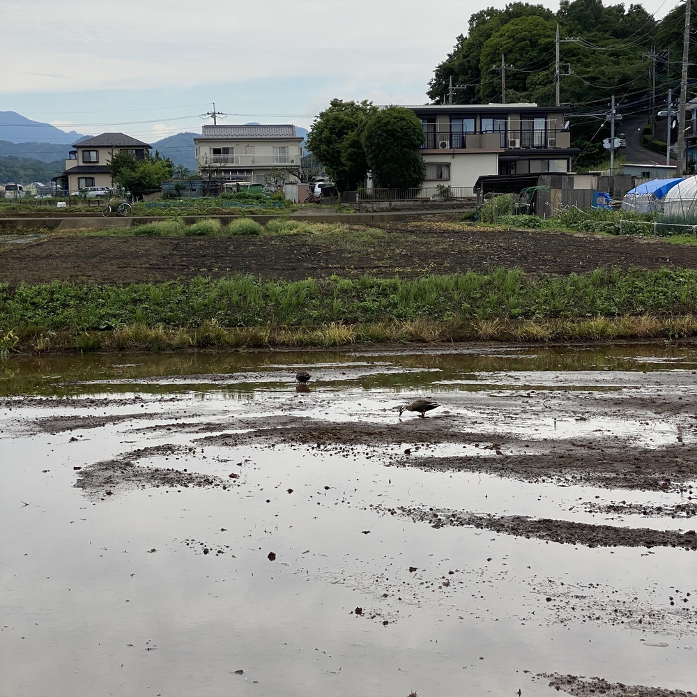 神奈川県厚木市　恩曽川ルートの写真5