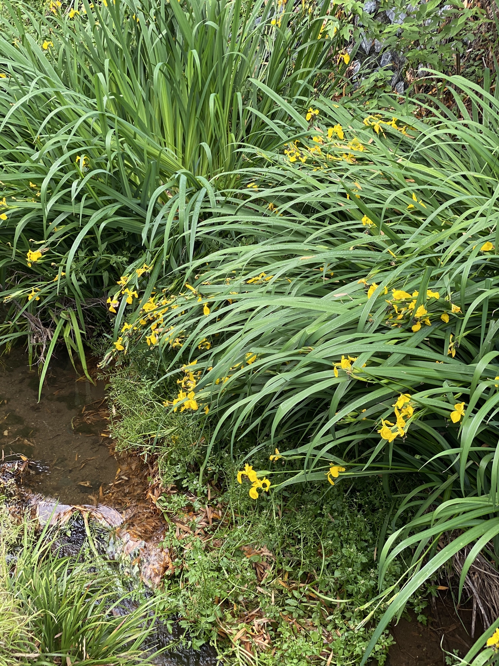 神奈川県厚木市　恩曽川ルートの写真10