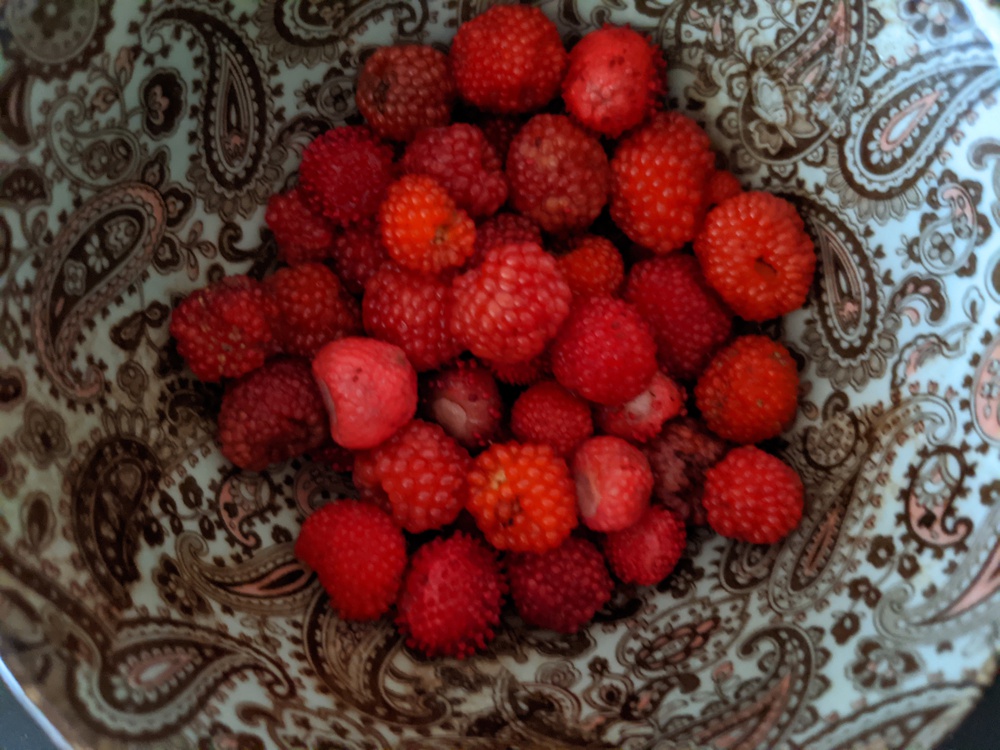 田畑と人家と…車両通行止めの?道路を行くの写真8