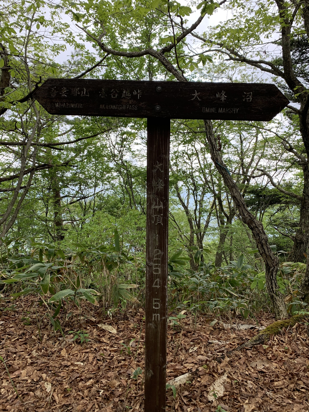 水上トレイルラン試走の写真4