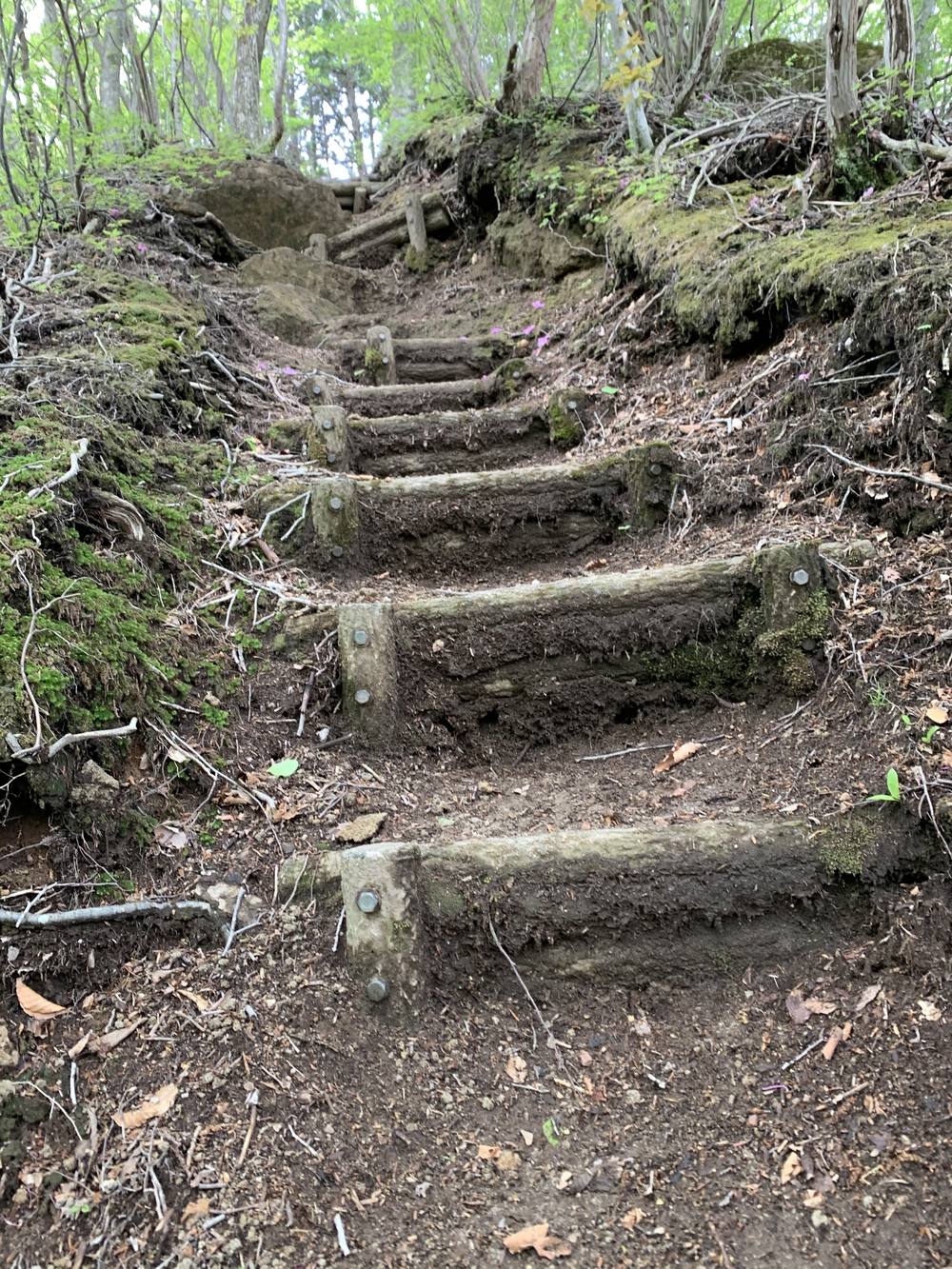 水上トレイルラン試走の写真6