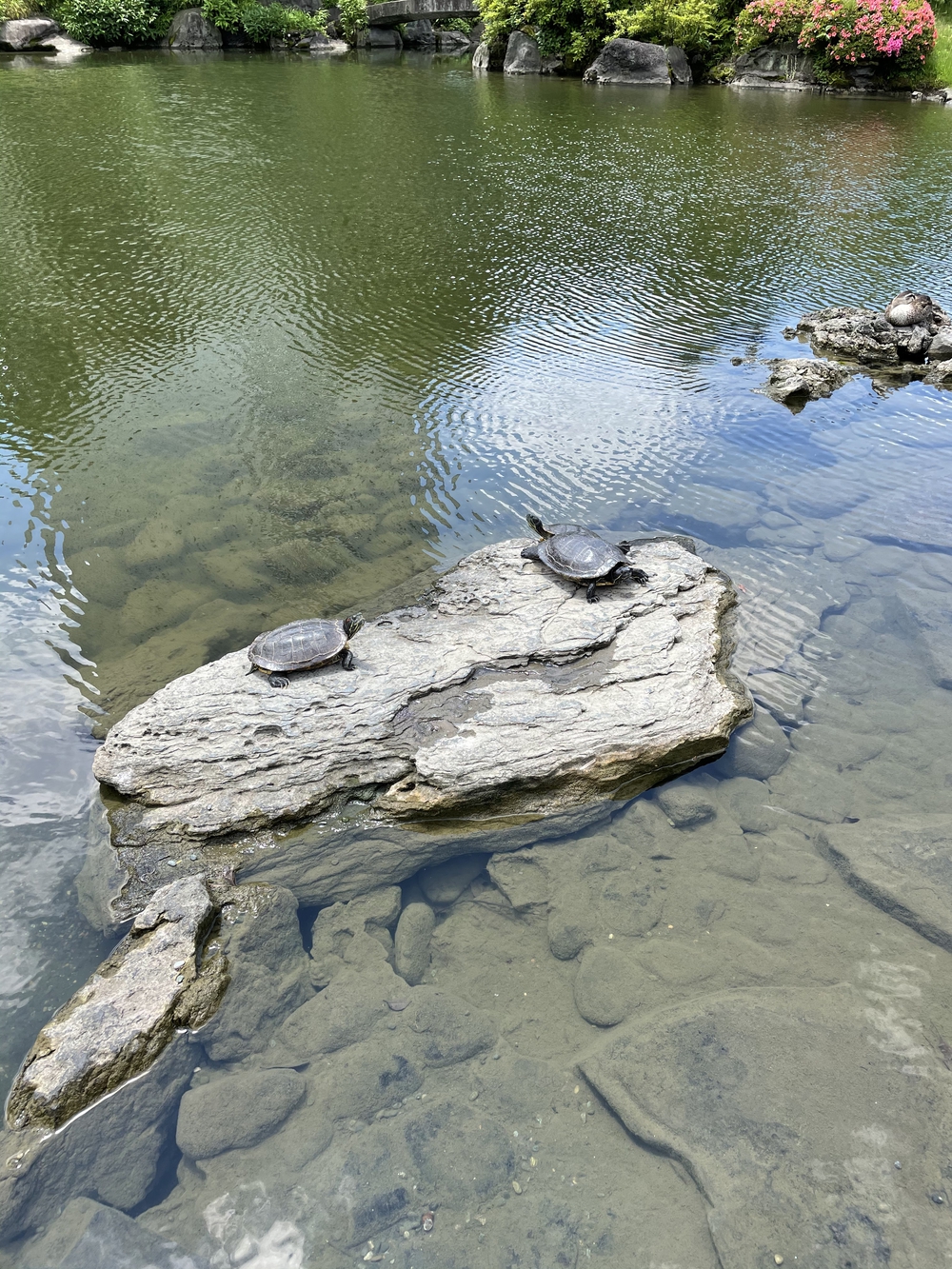 歌川広重と共にRUN 両国の写真7