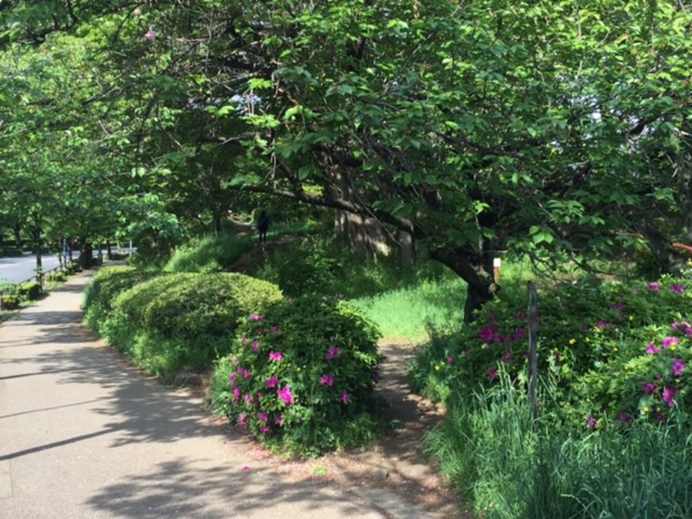 皇居コースでもクロカンの写真4