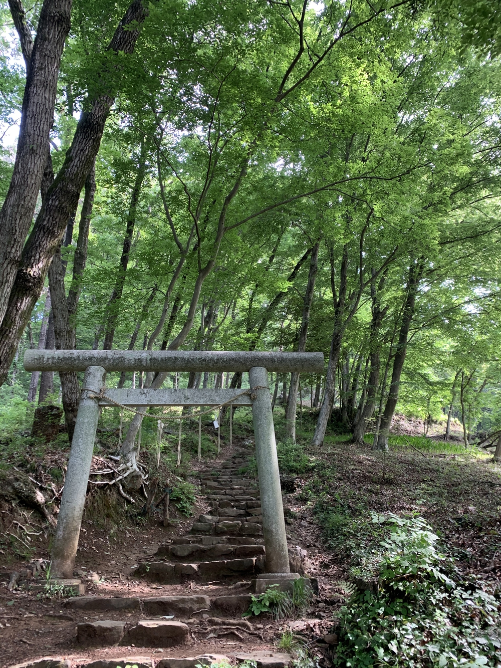 【飯能駅発着】飯能五低名山トレイルの写真7
