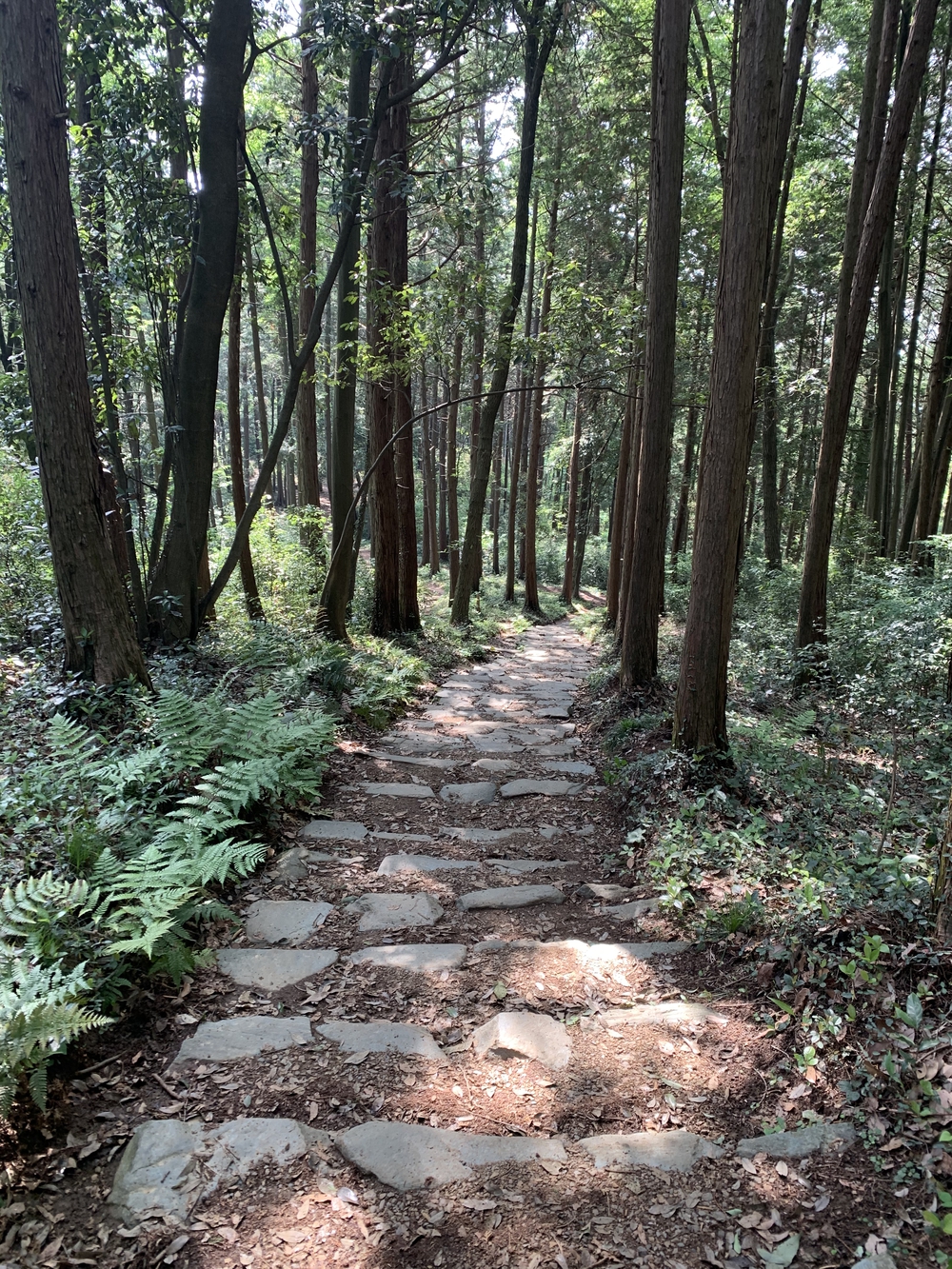 【飯能駅発着】飯能五低名山トレイルの写真9