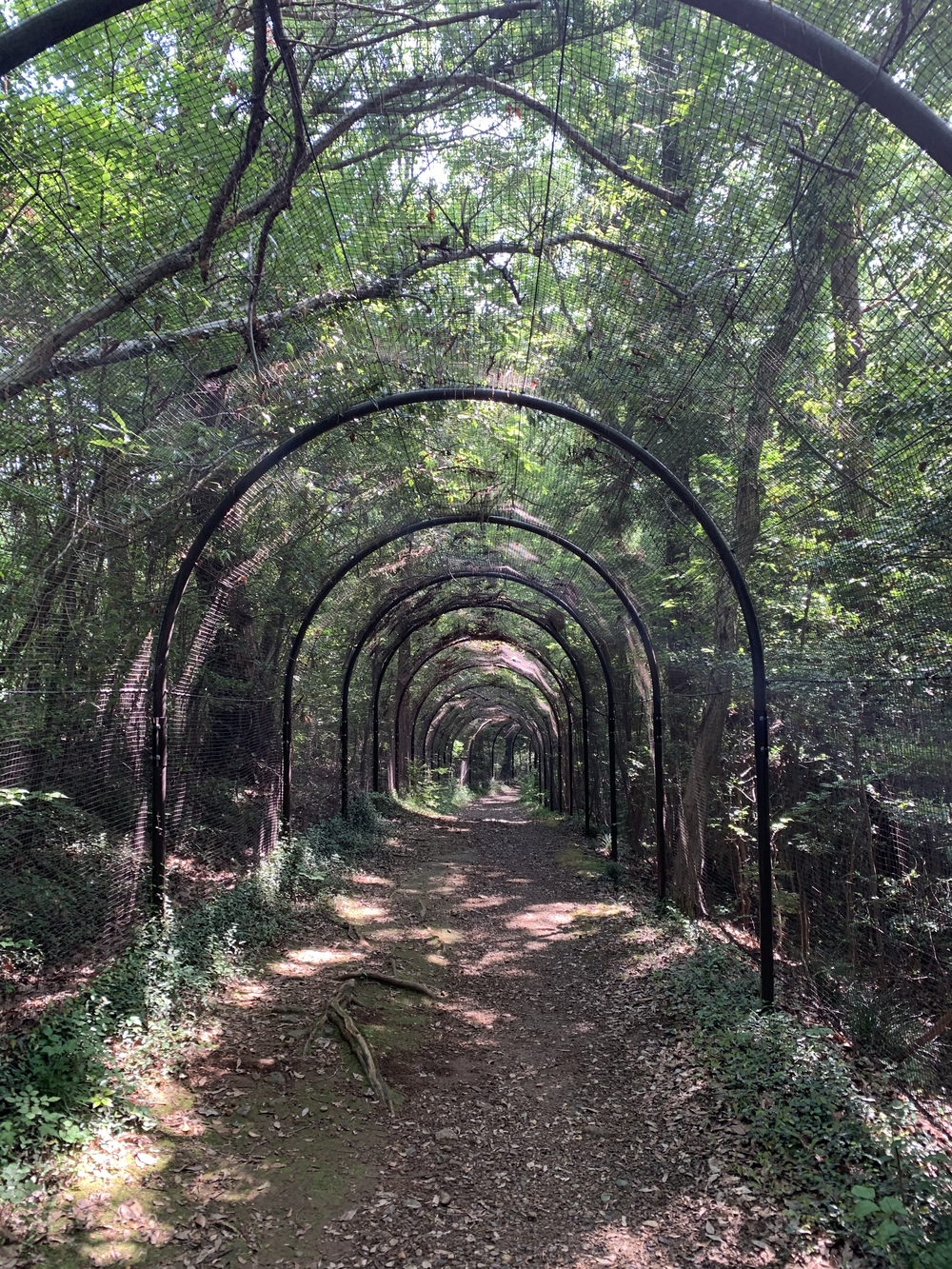 【飯能駅発着】飯能五低名山トレイルの写真12