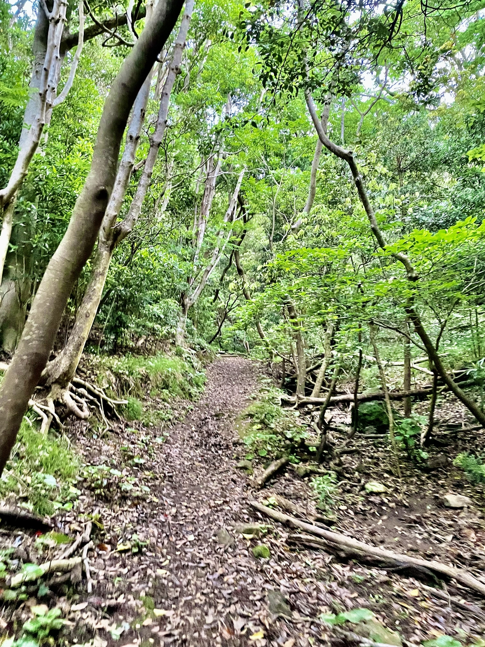 南伊豆の神秘の洞窟「龍宮窟」と奇岩群「タライ岬」を巡るトレランの写真10