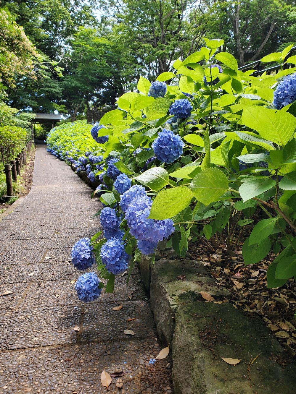 大磯町RUN🏃‍♂️🏃‍♀️💨の写真11