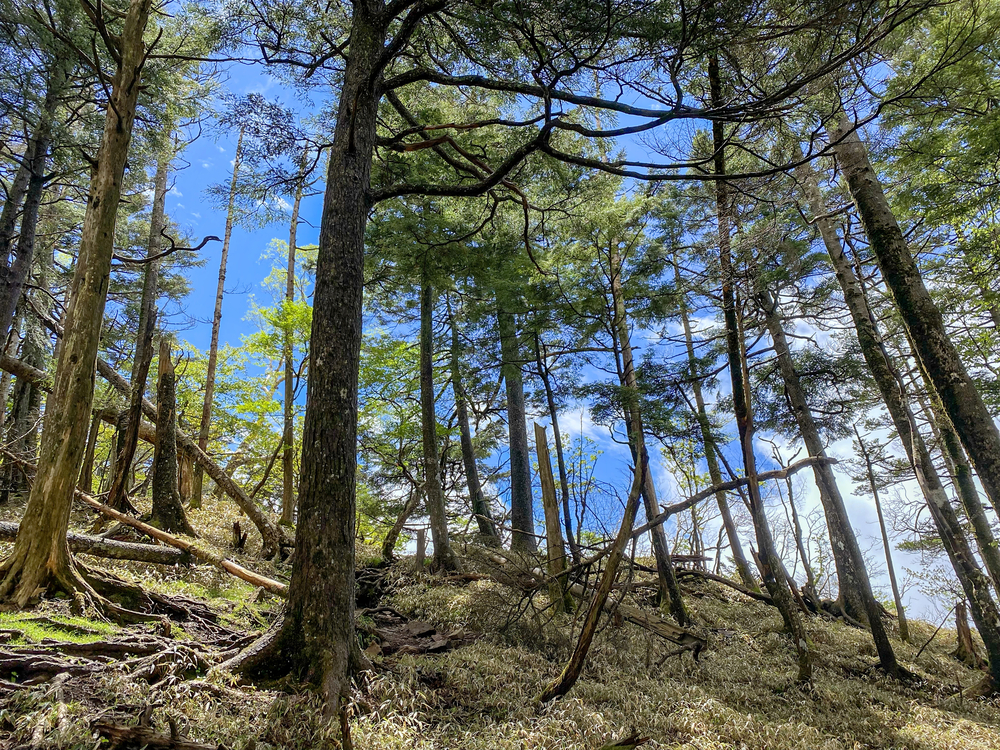 大菩薩嶺縦走トレランの写真10