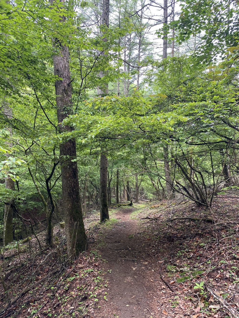 大菩薩嶺縦走トレランの写真21