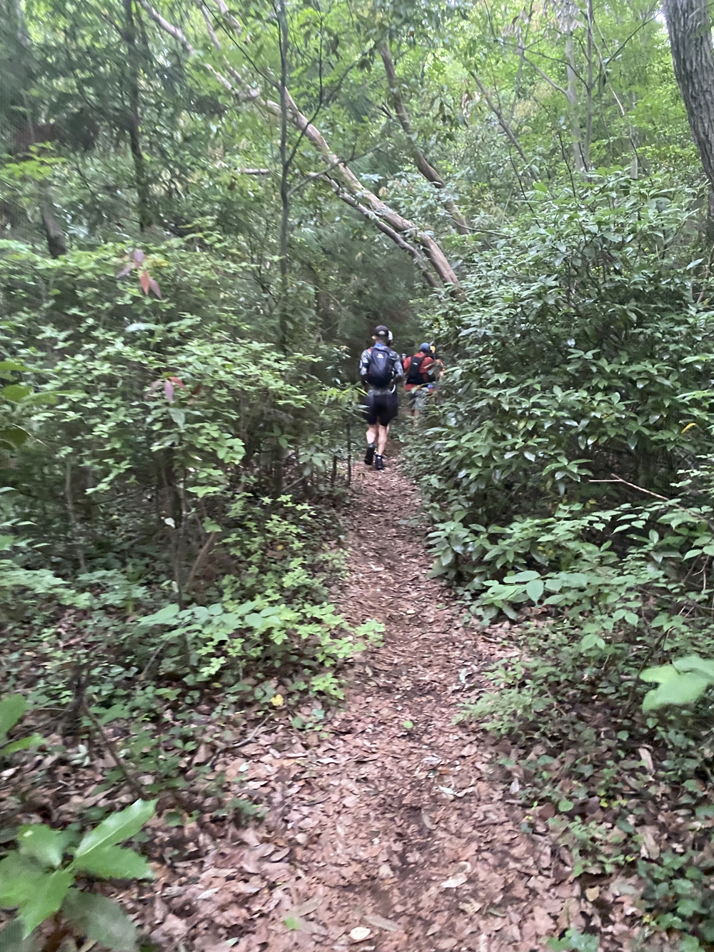 狭山湖＋トトロの森＋比良丘＋湿地帯＋多摩湖⅔周の写真6