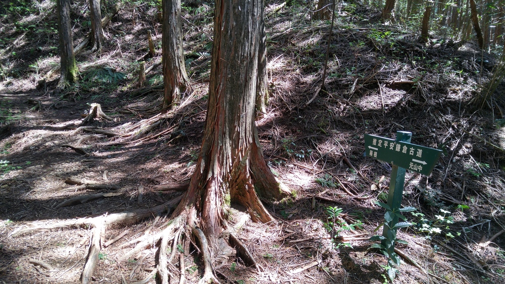 標高差800ｍ以上の古道トレイルを往く：平安鎌倉古道（箱根～三島）の写真8