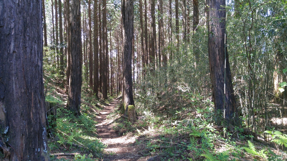 標高差800ｍ以上の古道トレイルを往く：平安鎌倉古道（箱根～三島）の写真9