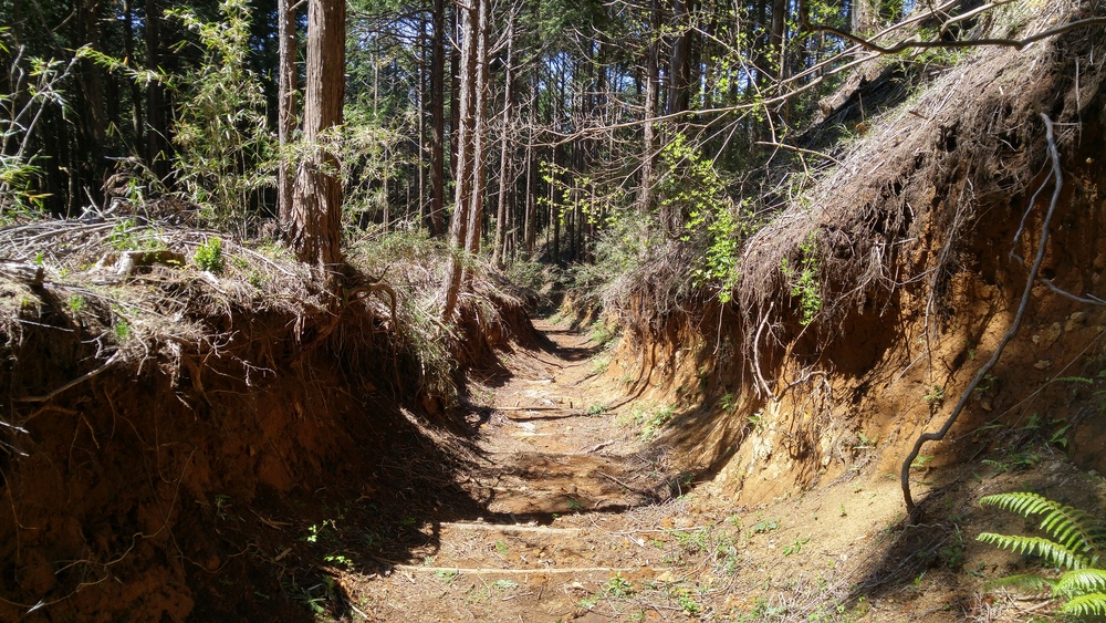 標高差800ｍ以上の古道トレイルを往く：平安鎌倉古道（箱根～三島）の写真10