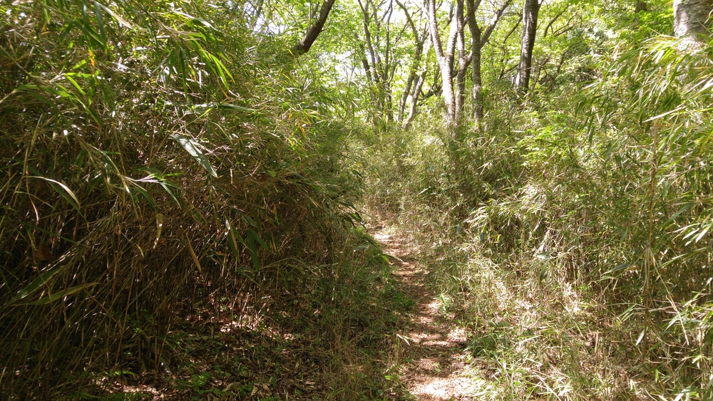 標高差800ｍ以上の古道トレイルを往く：平安鎌倉古道（箱根～三島）の写真13