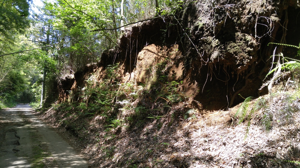 標高差800ｍ以上の古道トレイルを往く：平安鎌倉古道（箱根～三島）の写真17