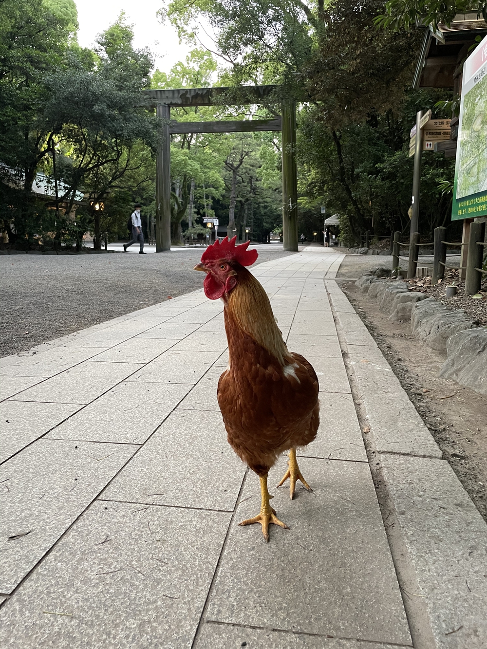 歌川広重と共にRUN 熱田神宮の写真5