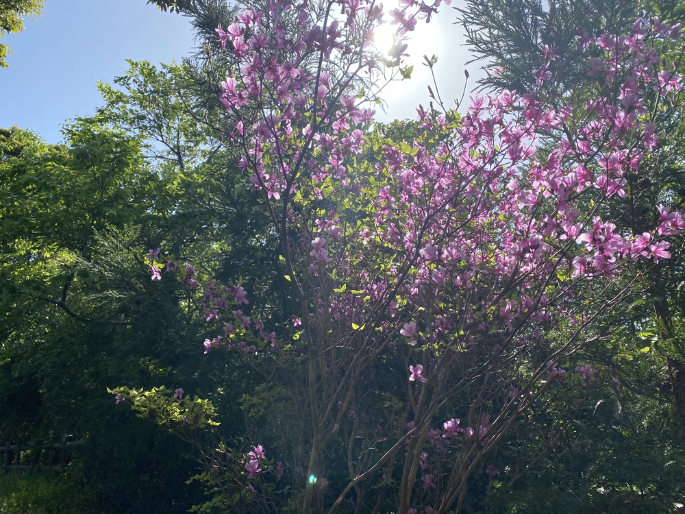 南房総花嫁街道トレイルの写真6