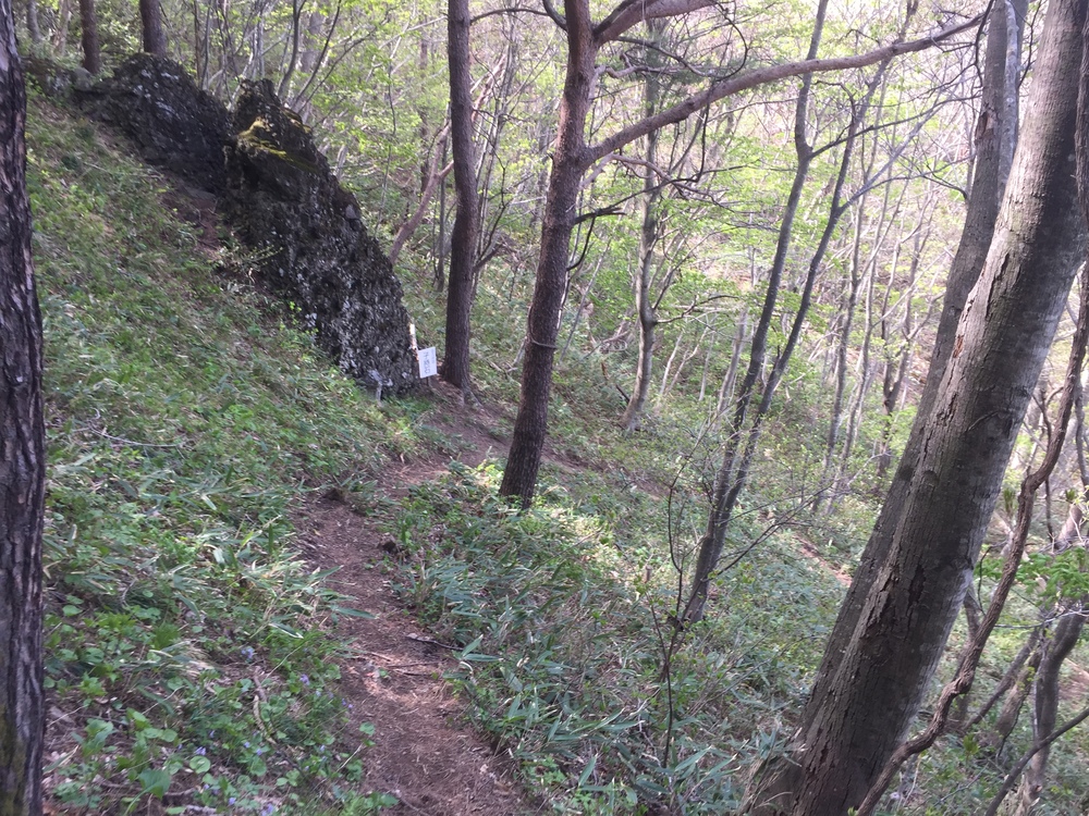 名久井岳トレイルフェスタ試走の写真6