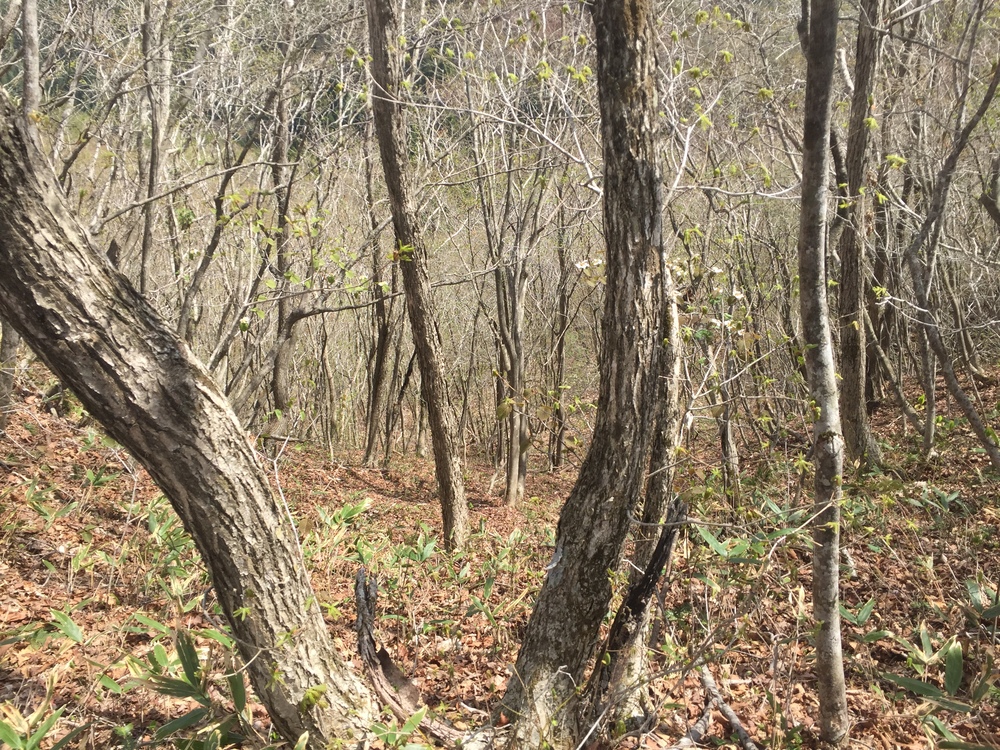 名久井岳トレイルフェスタ試走の写真8