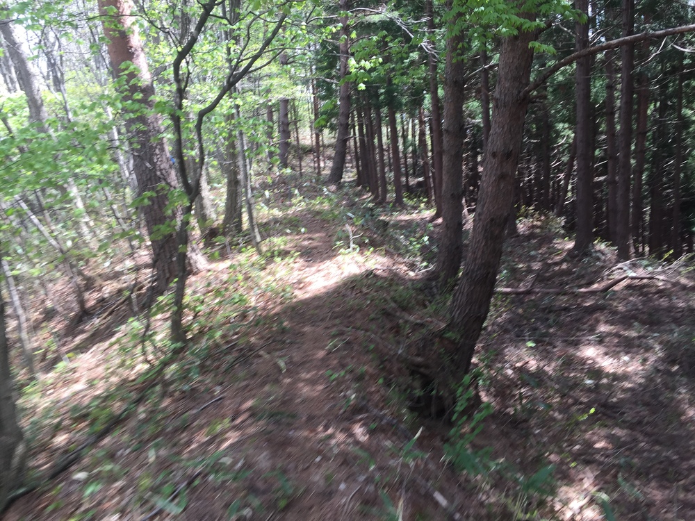 名久井岳トレイルフェスタ試走の写真13