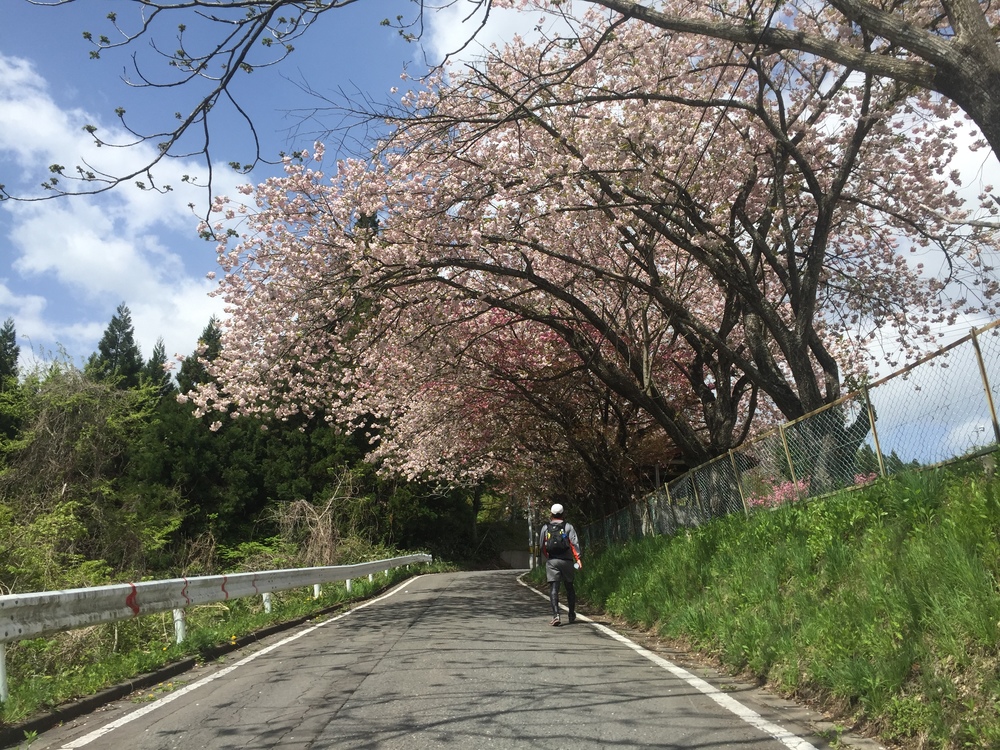 名久井岳トレイルフェスタ試走の写真14