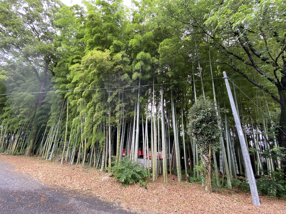日光道中（街道）旅ラン　第五日目（小金井宿〜石橋宿〜雀宮宿〜宇都宮宿）の写真5