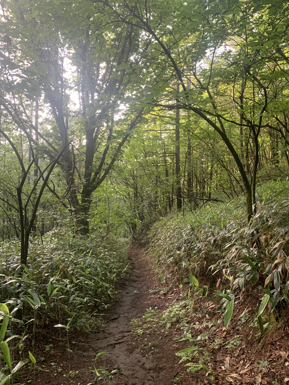 湯畑スタート 草津温泉周遊コースの写真4