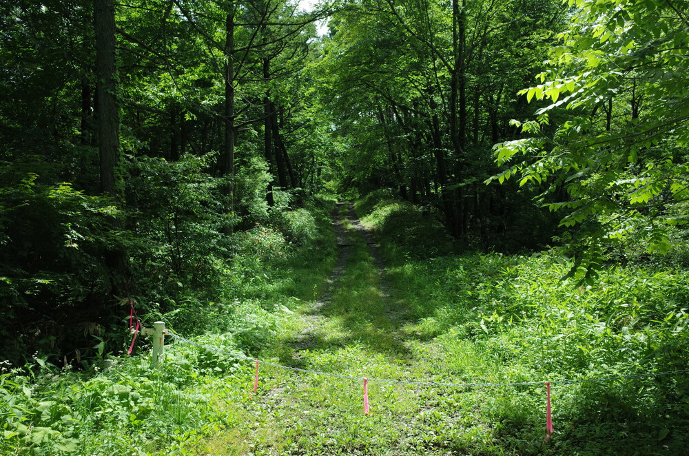 塩嶺王城ロングトレイルを塩尻峠から小野峠ピストントレラン！の写真3