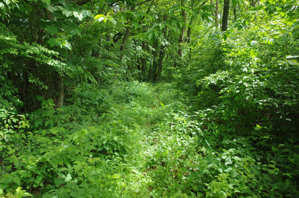 塩嶺王城ロングトレイルを塩尻峠から小野峠ピストントレラン！の写真12