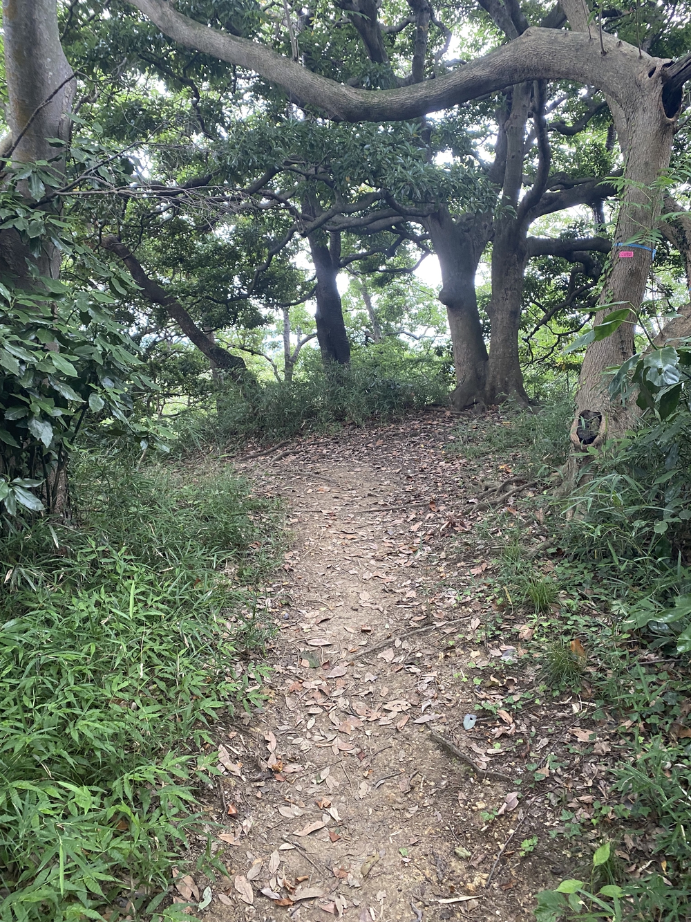 鎌倉から逗子、そして江ノ島へ。湘南の風を感じる海沿いランの写真3