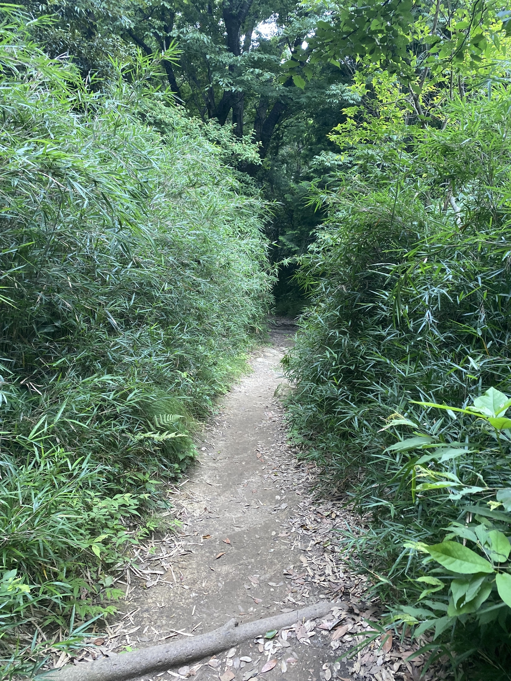 鎌倉から逗子、そして江ノ島へ。湘南の風を感じる海沿いランの写真4